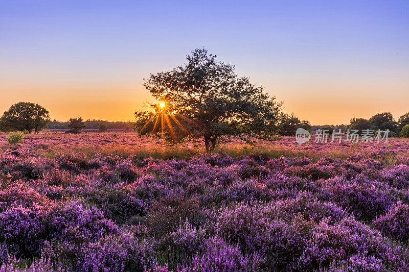 日落时盛开的石南花，De Veluwe，维尔豪顿，荷兰